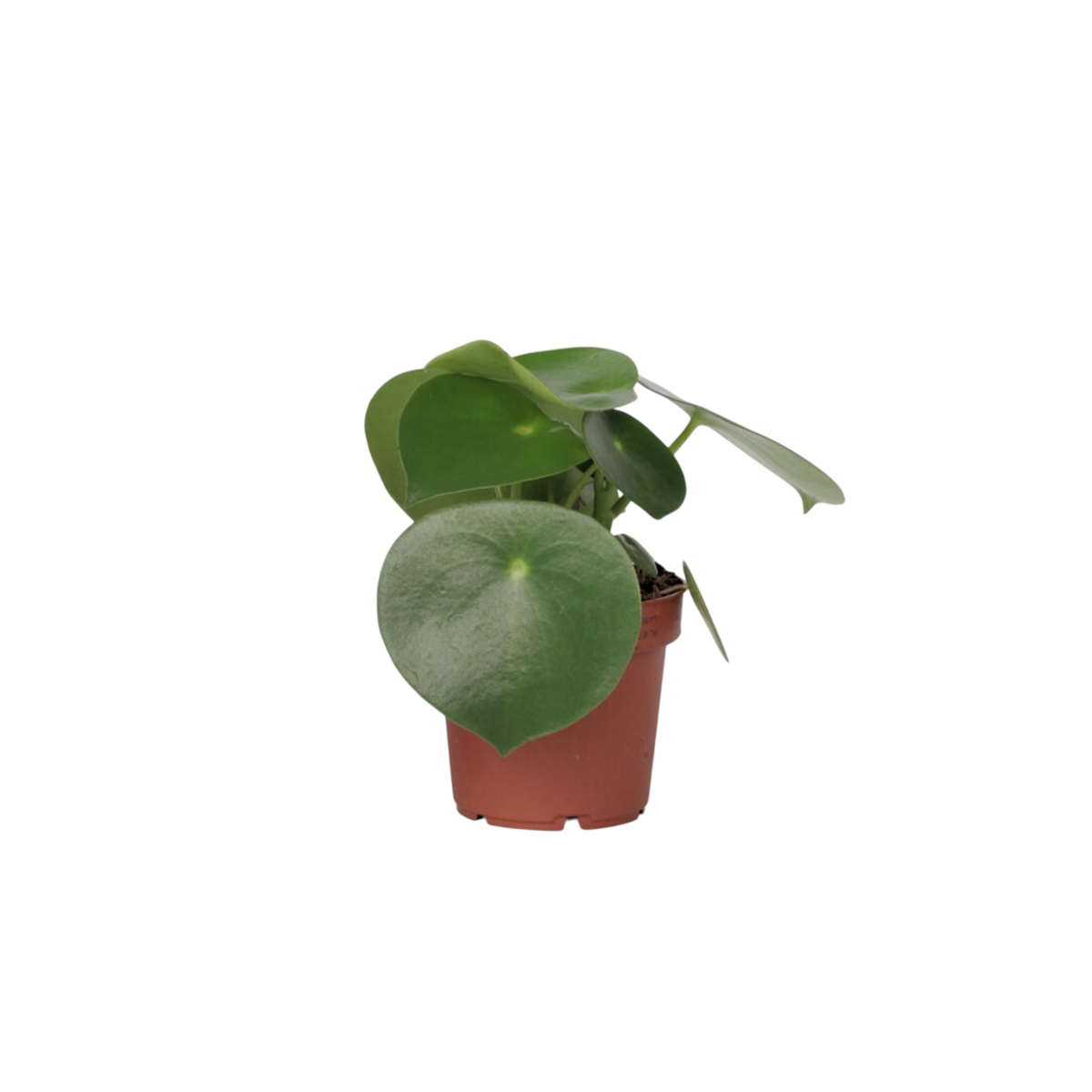 PLANT IN A BOX Pépéromie - Peperomia polybotrya - Hauteur 20-30cm - ⌀12cm