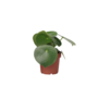 Voir la diapositive 1 : PLANT IN A BOX Pépéromie - Peperomia polybotrya - Hauteur 20-30cm - ⌀12cm