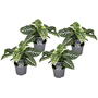 Voir la diapositive 1 : PLANT IN A BOX Plante à feuilles panachées - Set de 4 - Aphelandra botanica - H25-45cm - ⌀13cm