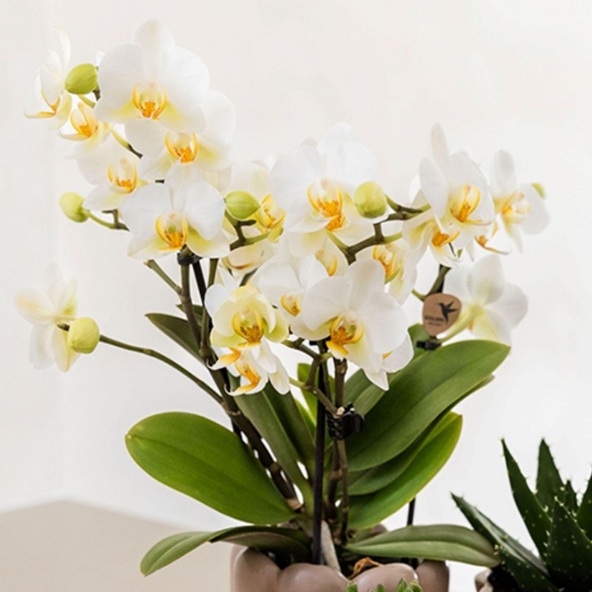 PLANT IN A BOX Coffret cadeau orchidée 'White Tray XL' - Phalaenopsis - Hauteur 35cm