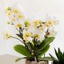Voir la diapositive 3 : PLANT IN A BOX Coffret cadeau orchidée 'White Tray XL' - Phalaenopsis - Hauteur 35cm