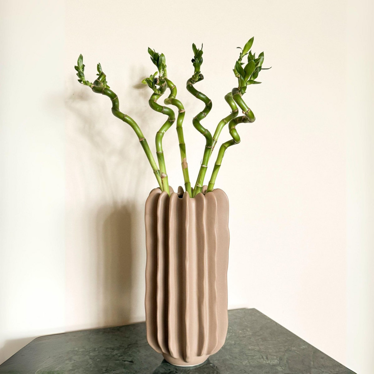 PLANT IN A BOX Lucky Bamboo - Set de 12 - Dracaena sanderiana - Hauteur 40-50cm - ⌀2cm