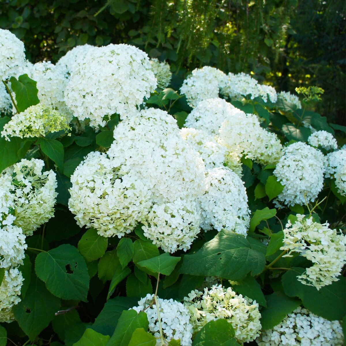 PLANT IN A BOX Hortensia - Set de 3 - Hydrangea paniculata 'Silver Dollar' - H25-40cm - ⌀9cm