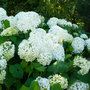 Voir la diapositive 4 : PLANT IN A BOX Hortensia - Set de 3 - Hydrangea paniculata 'Silver Dollar' - H25-40cm - ⌀9cm