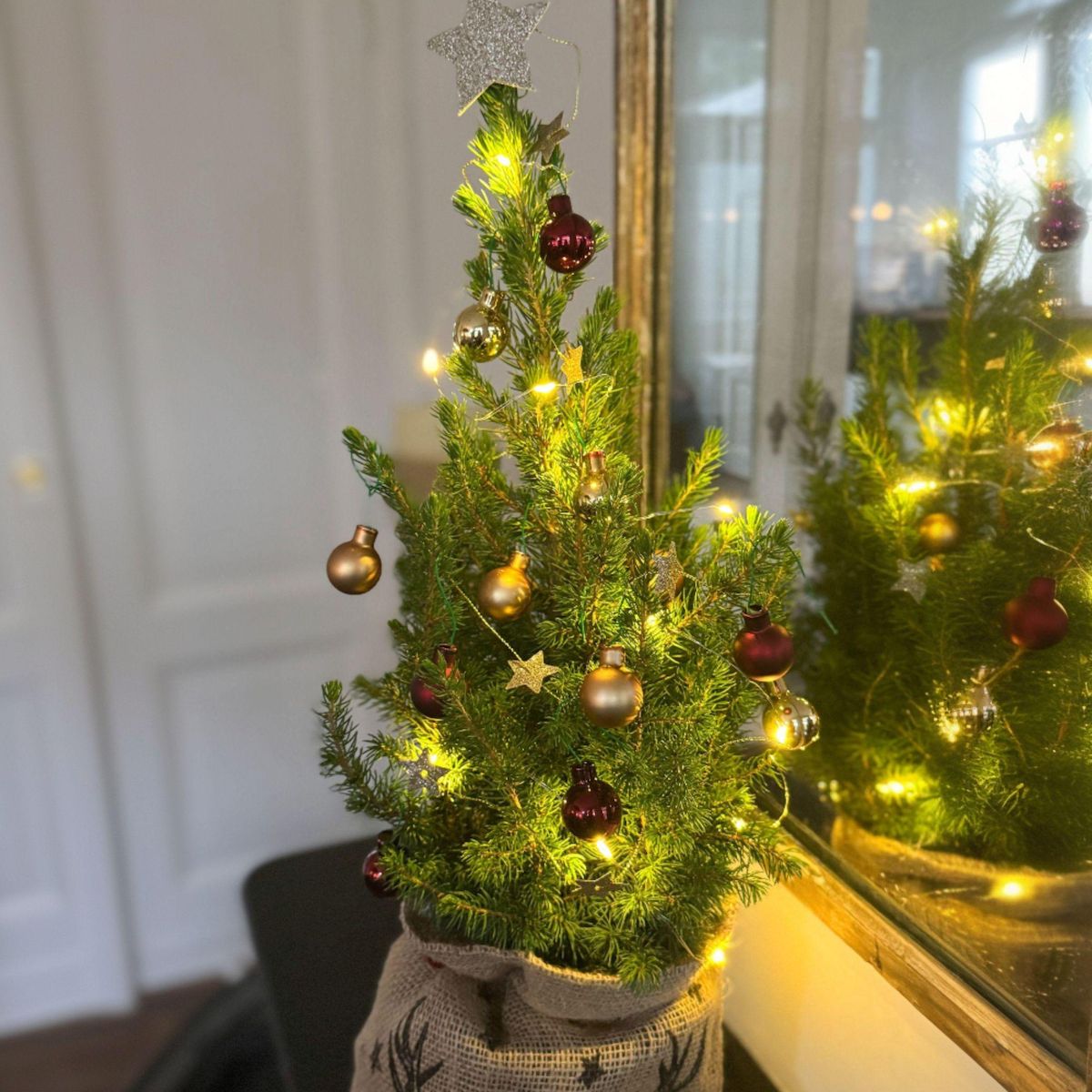 PLANT IN A BOX Mini-sapin avec sac-en-jute - Picea glauca Conica - 55-65cm - ⌀15cm