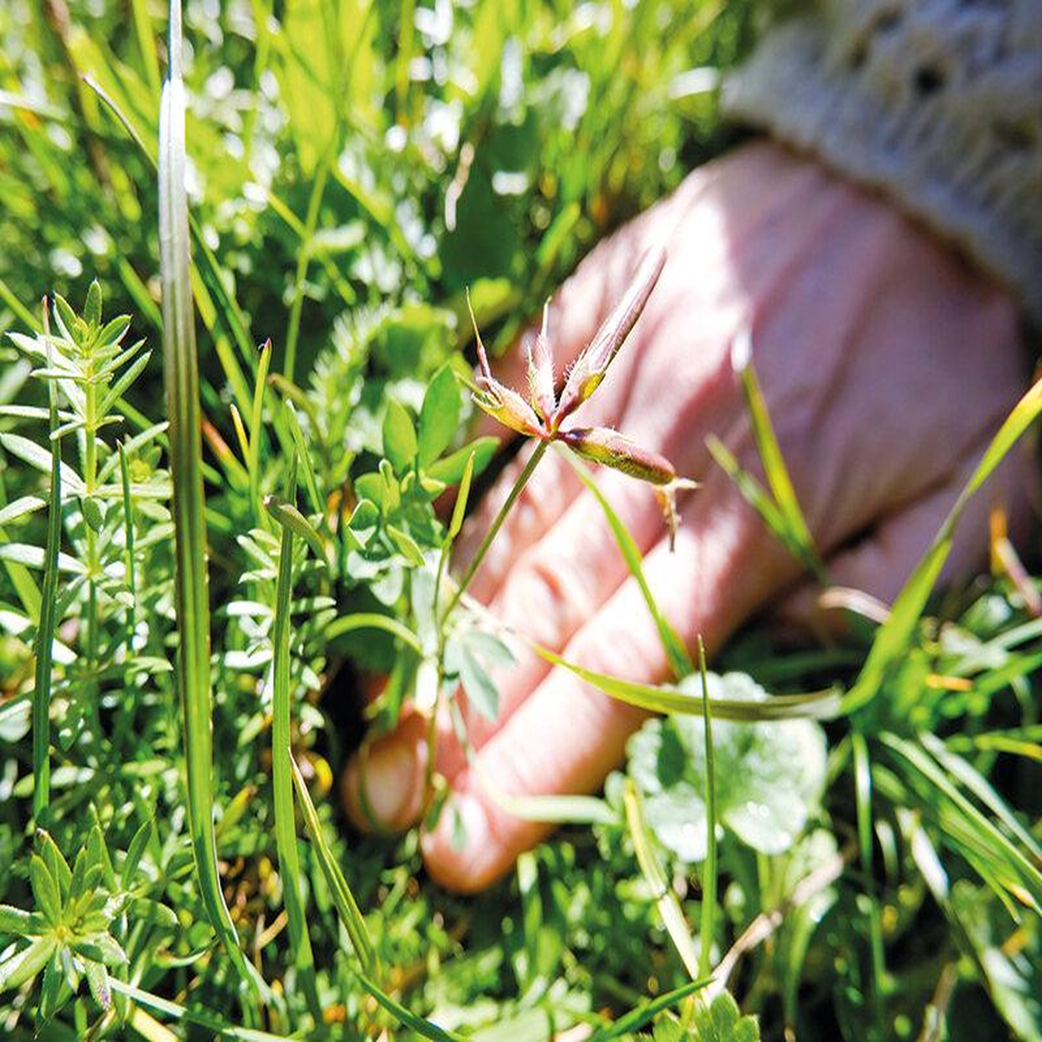 Voir la diapositive 2 : Smartbox Atelier sur les plantes sauvages et produits naturels avec brunch en isère - coffret cadeau sport & aventure