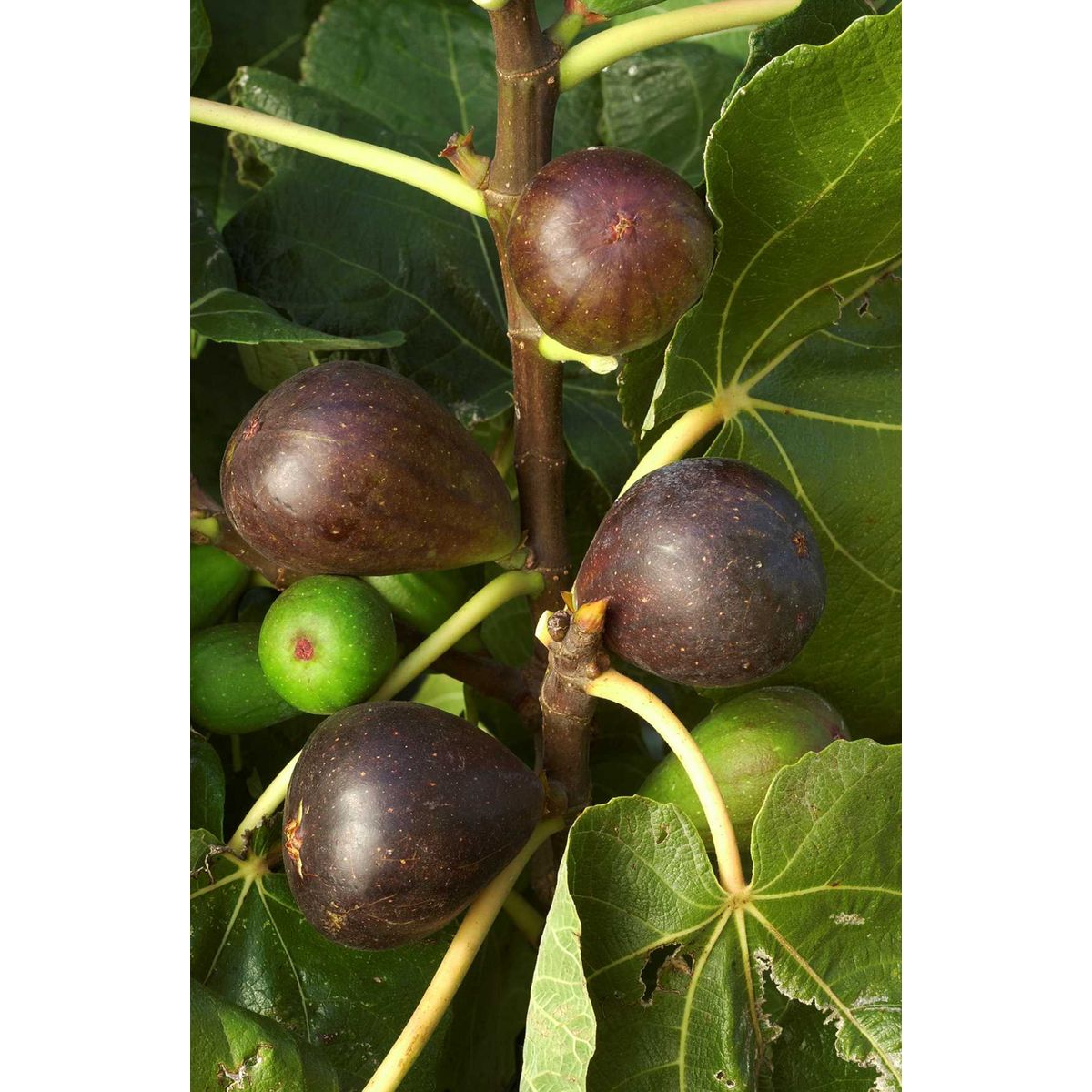 Hortival Diffusion Figuier - pot 2 l