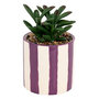 Voir la diapositive 1 : ATMOSPHERA Plante Grasse Artificielle  Deep Purple  16cm Violet