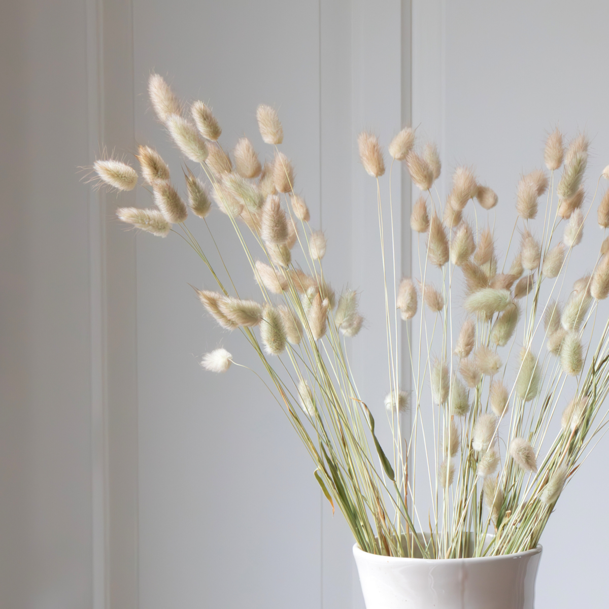 PLANT IN A BOX Fleurs séchées - Bouquet 'Lagurus Bunny Ears'