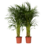 Voir la diapositive 1 : PLANT IN A BOX Palmier areca - Set de 2 - Dypsis lutescens - Hauteur 100-120cm - ⌀21cm