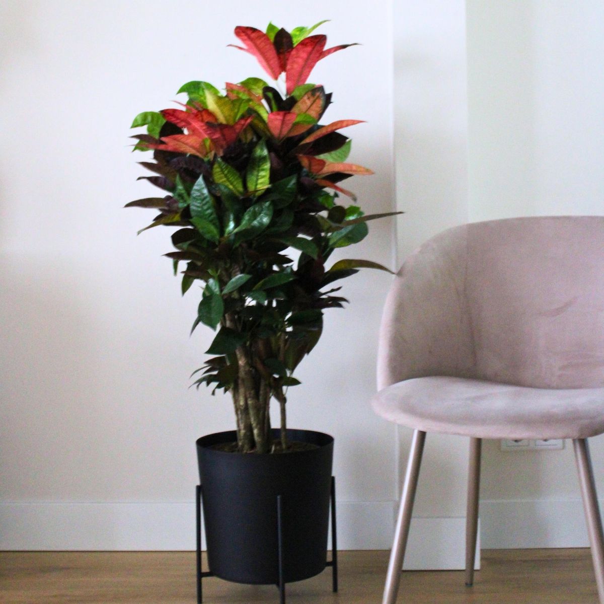 PLANT IN A BOX Croton - Codiaeum variegatum 'Mrs. Iceton' - Hauteur 60-70cm - ⌀19cm