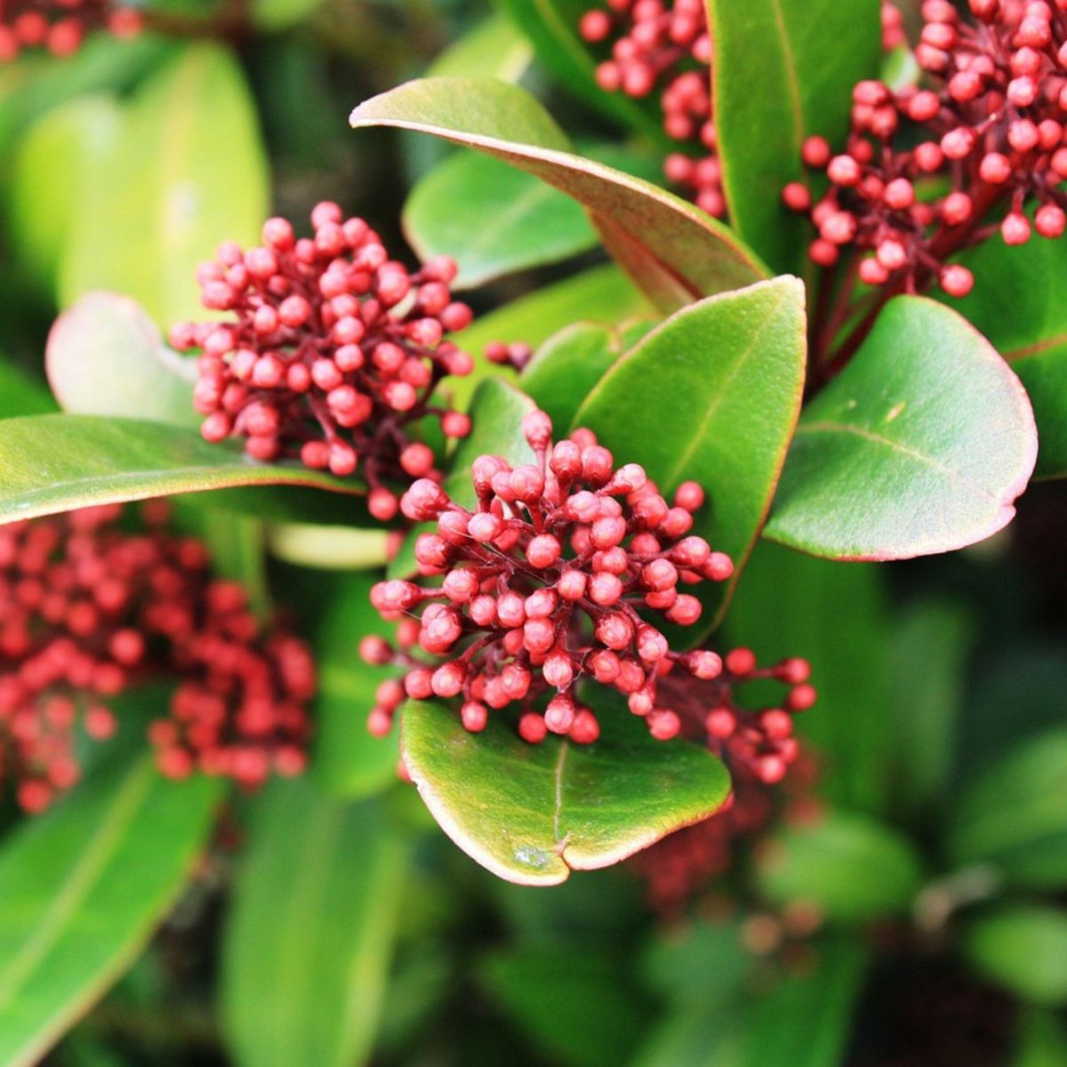 PLANT IN A BOX Arbuste à fleurs - Set de 4 - Skimmia japonica 'Rubella' - H35-45cm - ⌀15cm