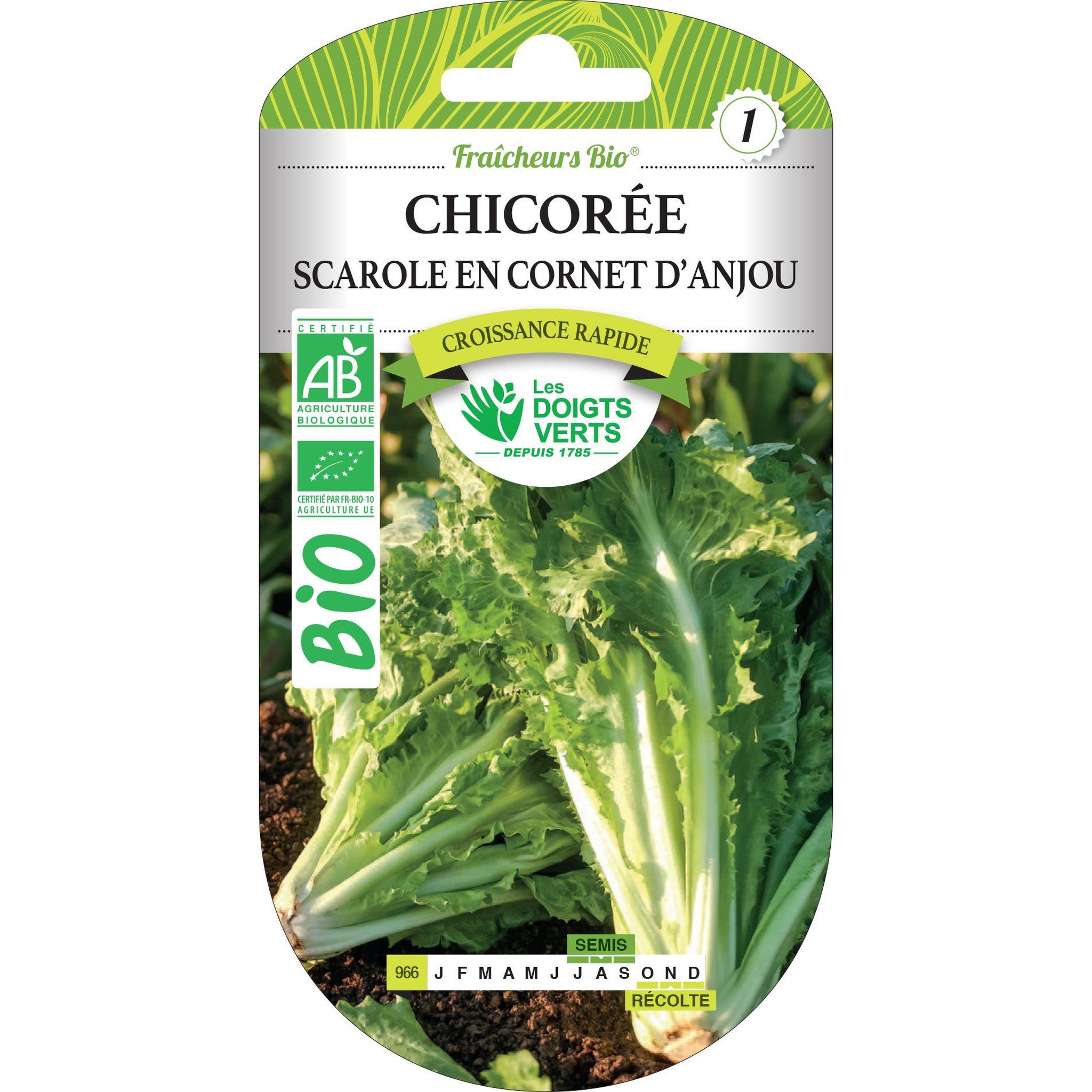 LES DOIGTS VERTS Graines chicorée scarole en cornet d'Anjou BIO Les Doigts Verts