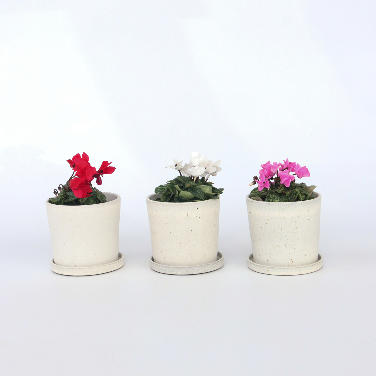PLANT IN A BOX Cyclamen de Perse - Set de 3 - Cyclamen persicum - Hauteur 10-20cm - ⌀9cm