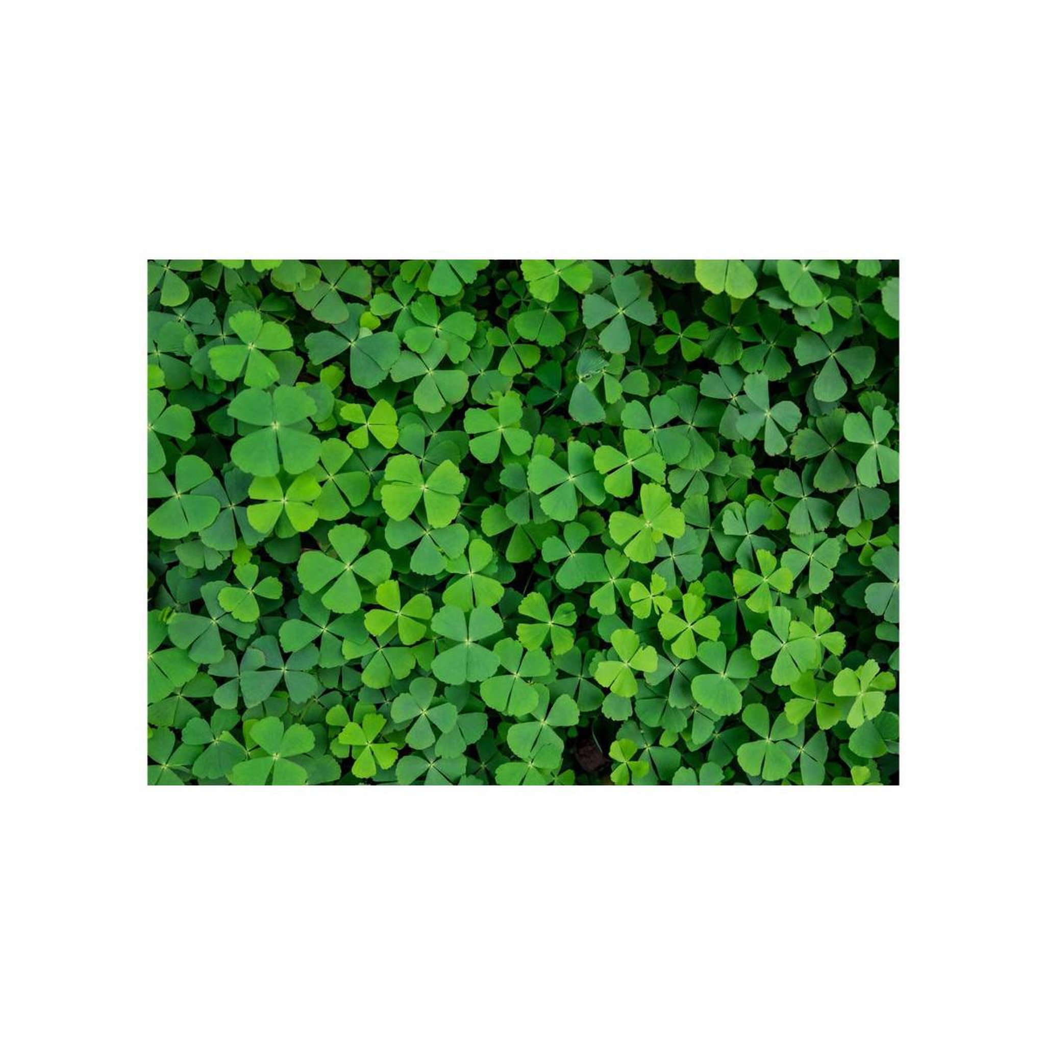 Voir la diapositive 2 : Paris Prix Papier Peint  Green Clover