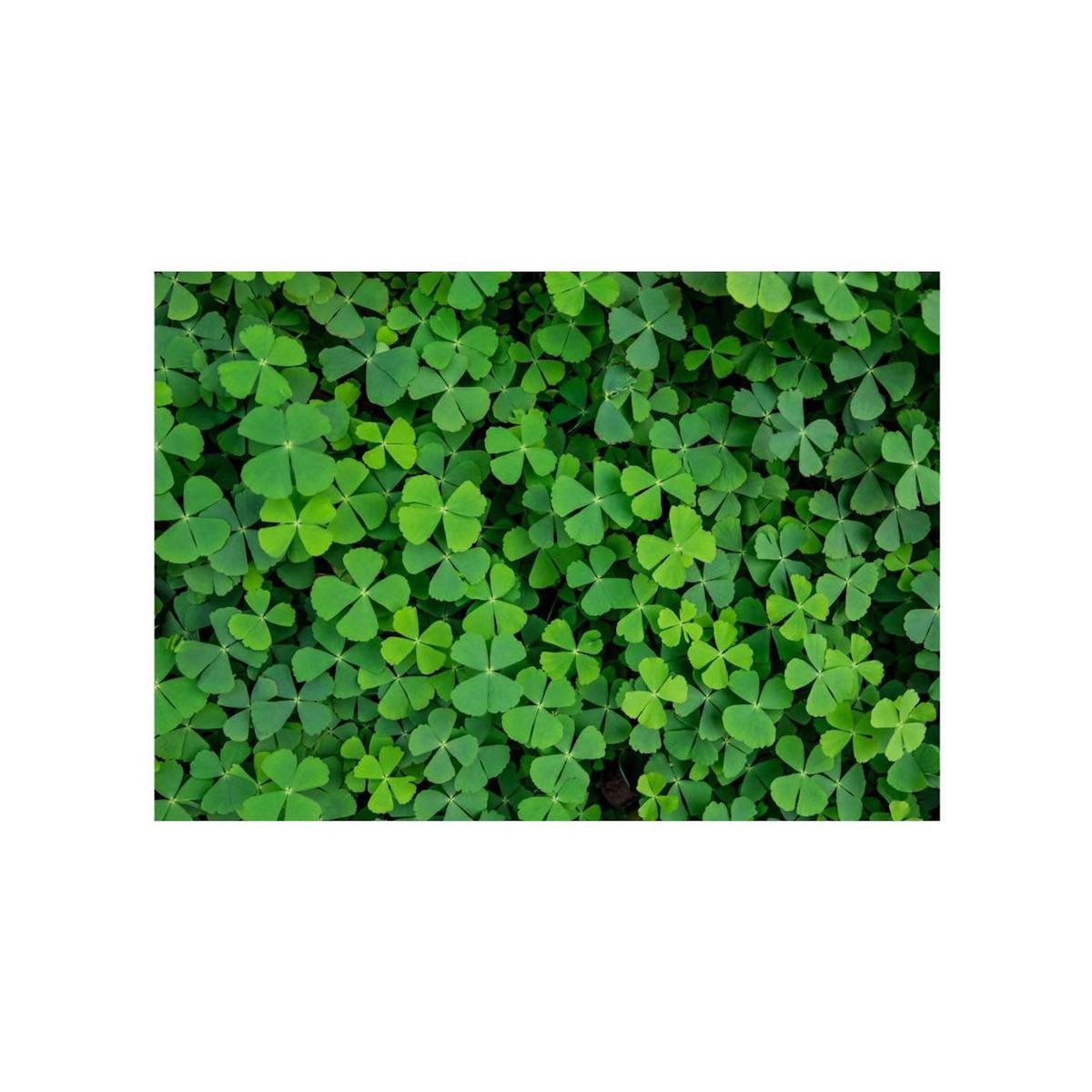 Paris Prix Papier Peint  Green Clover
