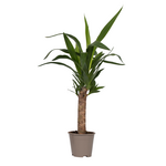 PLANT IN A BOX Pied d'éléphant - Yucca elephantipes - Hauteur 50-60cm - ⌀14cm