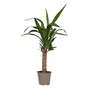 Voir la diapositive 1 : PLANT IN A BOX Pied d'éléphant - Yucca elephantipes - Hauteur 50-60cm - ⌀14cm