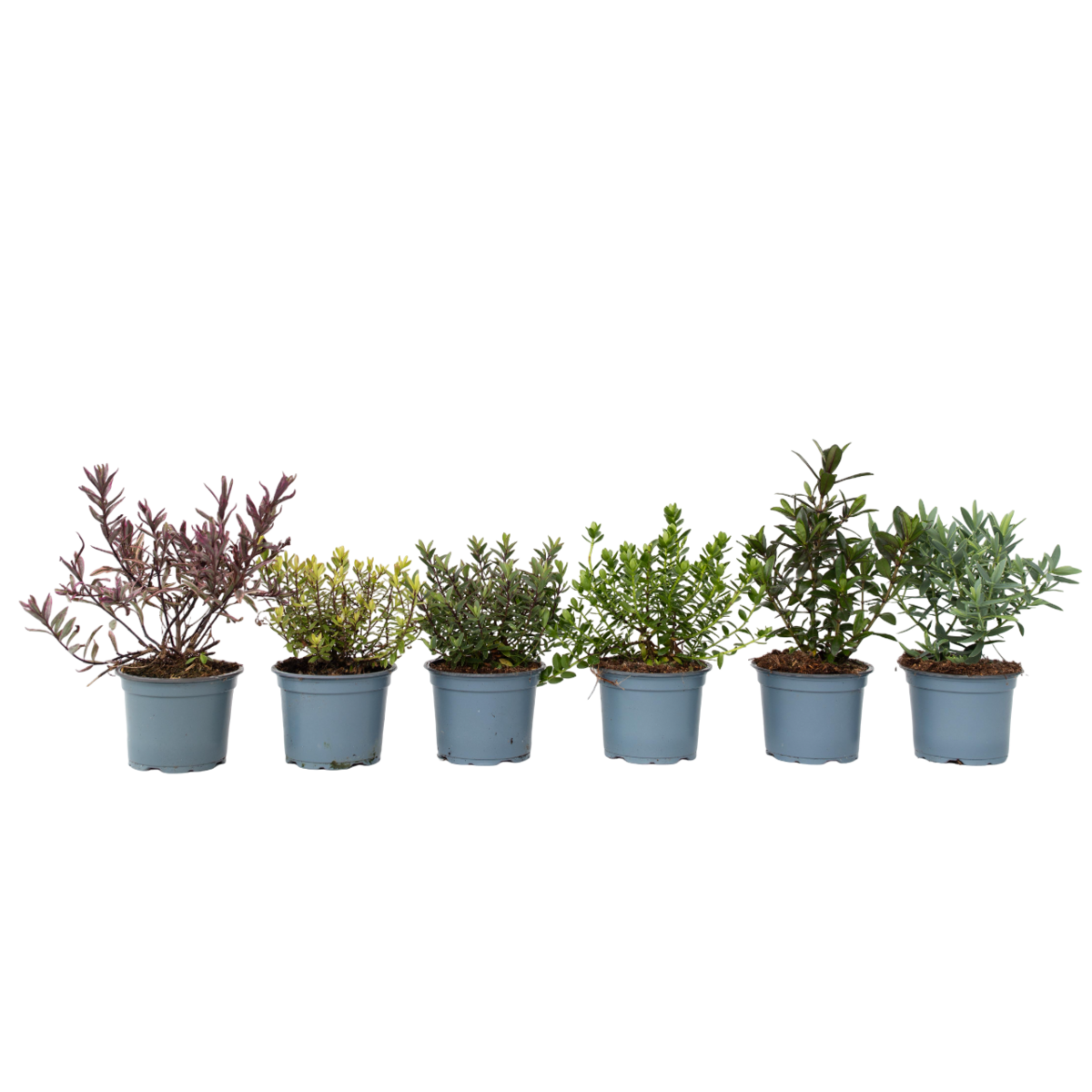 PLANT IN A BOX Buisson de Véronique - Set de 6 - Hebe pinguifolia - Hauteur 15-20cm - ⌀10,5cm