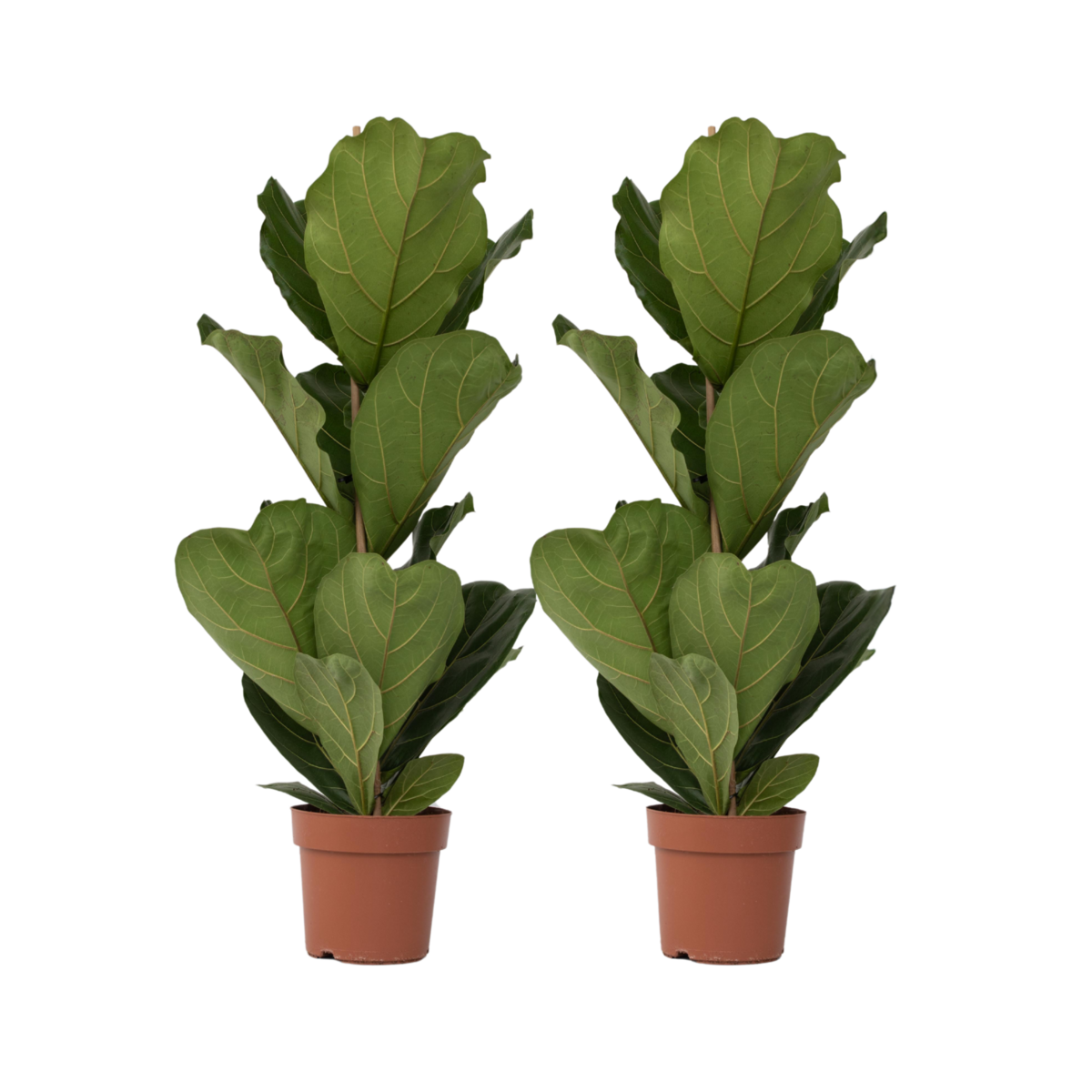 PLANT IN A BOX Figuier à Feuilles de Violon - Set de 2 - Ficus Lyrata - Hauteur 70-90cm - ⌀21cm