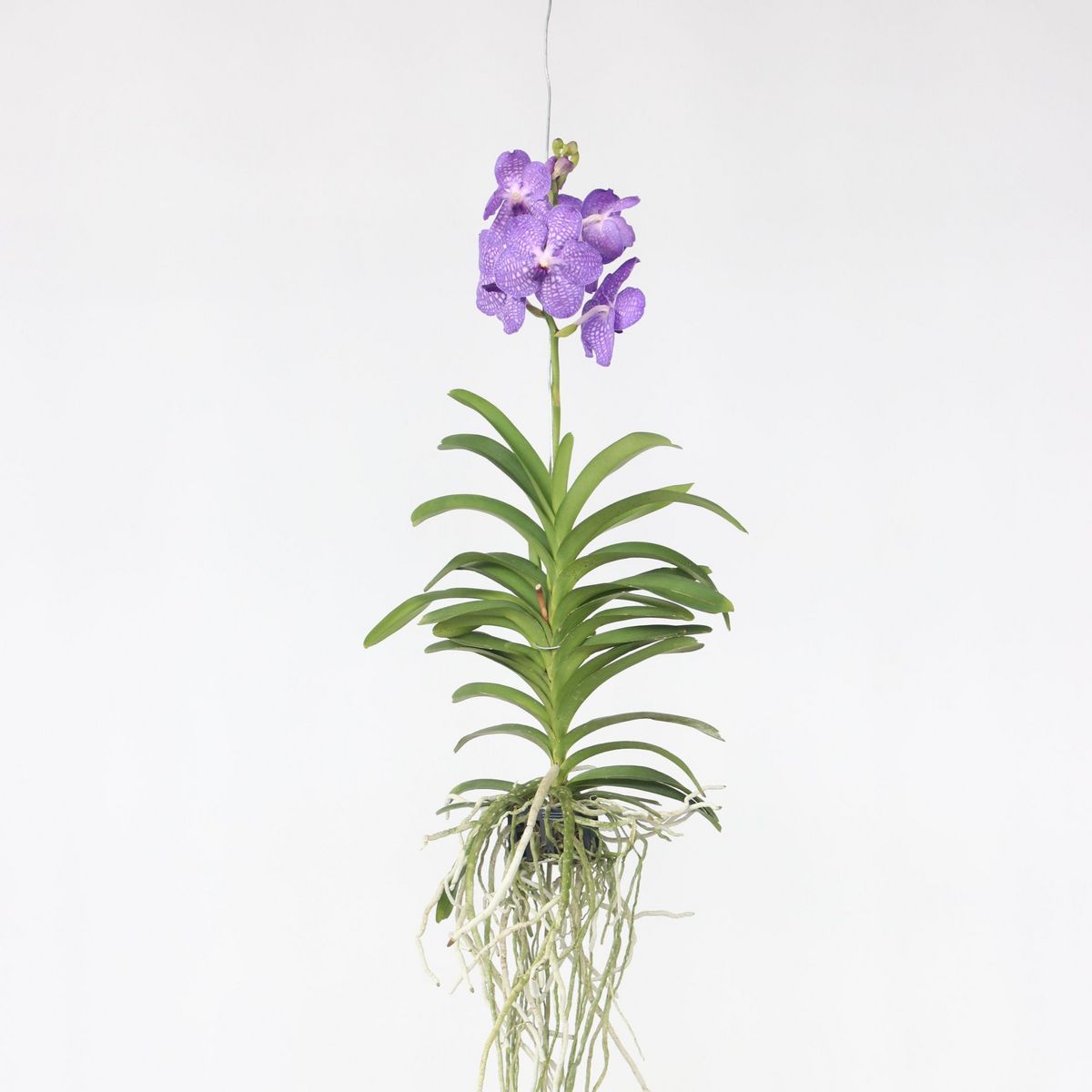 PLANT IN A BOX Orchidée - Vanda 'Blue' - Hauteur 55-65cm
