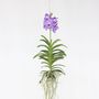 Voir la diapositive 6 : PLANT IN A BOX Orchidée - Vanda 'Blue' - Hauteur 55-65cm