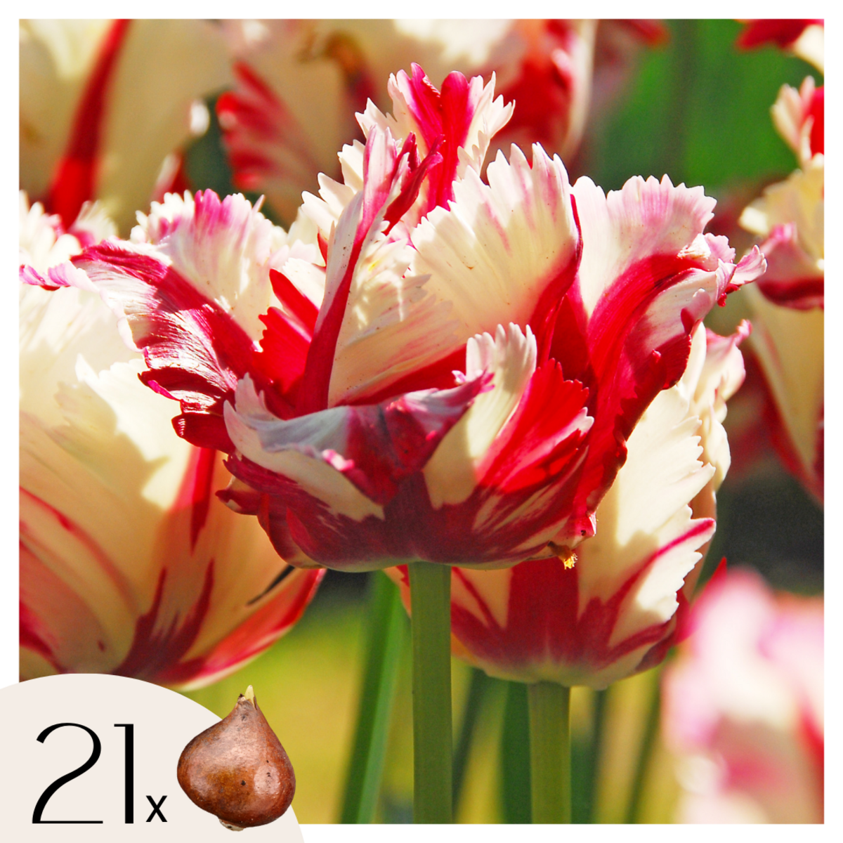 PLANT IN A BOX Tulipe - Set de 21 - Tulipa 'Estella Rijnveld' - Bulbes à fleurs - Rouge
