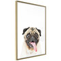 Voir la diapositive 1 : Paris Prix Affiche Murale Encadrée  Funny Pug