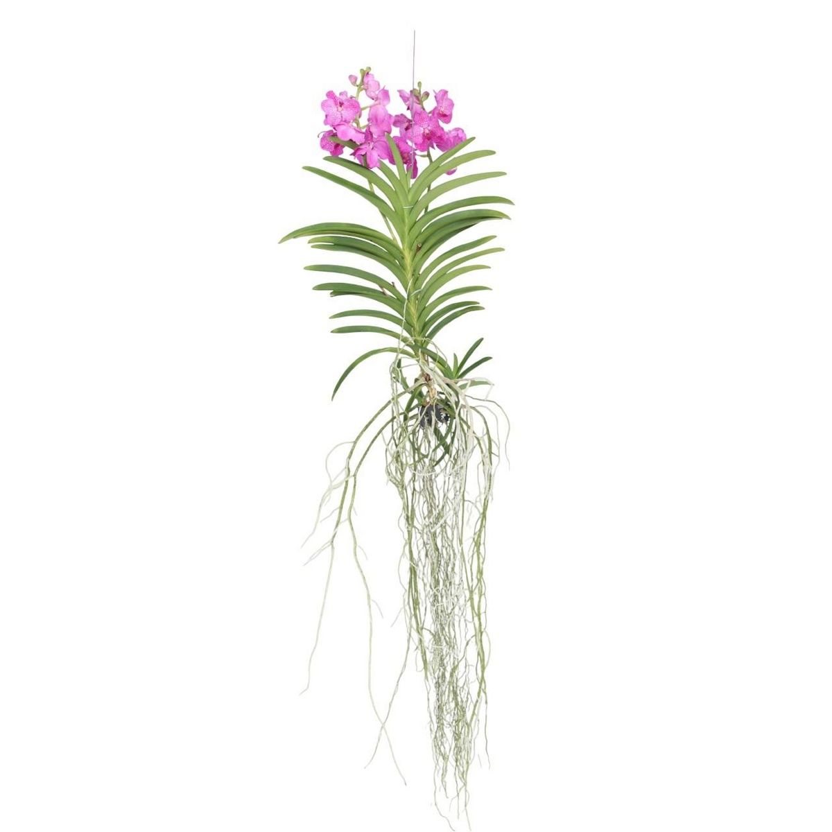PLANT IN A BOX Orchidée - Vanda 'Pink' - Hauteur 45-55cm
