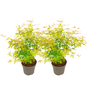 Voir la diapositive 1 : PLANT IN A BOX Érable du Japon - Set de 2 - Acer palmatum 'Orange Lace' - H60-70cm - ⌀19cm