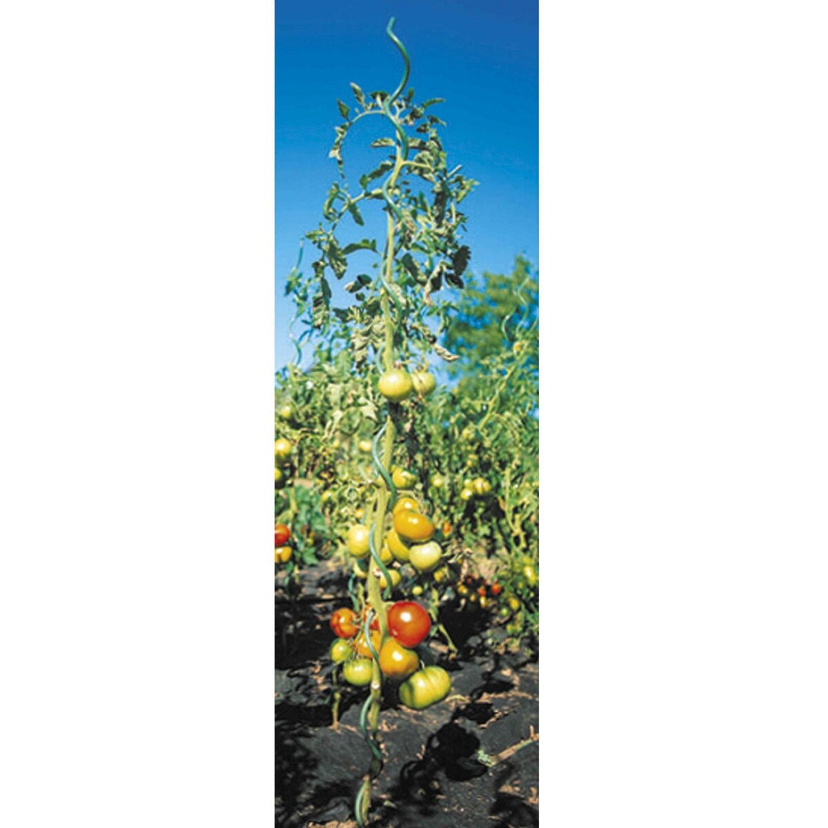 WERKAPRO Lot 5 tuteurs spirales en acier vert  1,8m  WERKA PRO