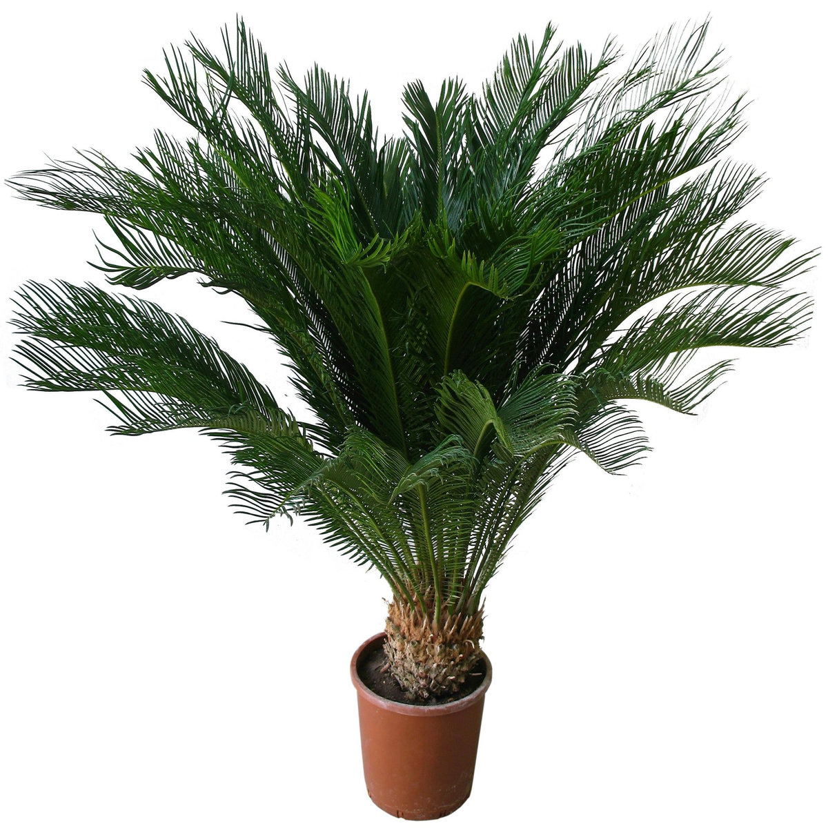 Sagoutier (Cycas Revoluta) - Pot de 9,5L