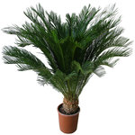 Sagoutier (Cycas Revoluta) - Pot de 9,5L