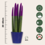 Voir la diapositive 2 : PLANT IN A BOX Sansevieria cylindrique - Hauteur 20-40cm - Pot 9cm