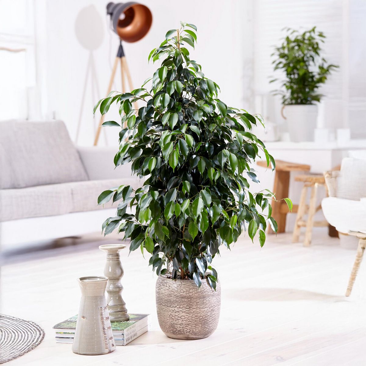 PLANT IN A BOX Ficus pleureur - Ficus benjamina 'Danielle' - Hauteur 100-110cm - ⌀21cm