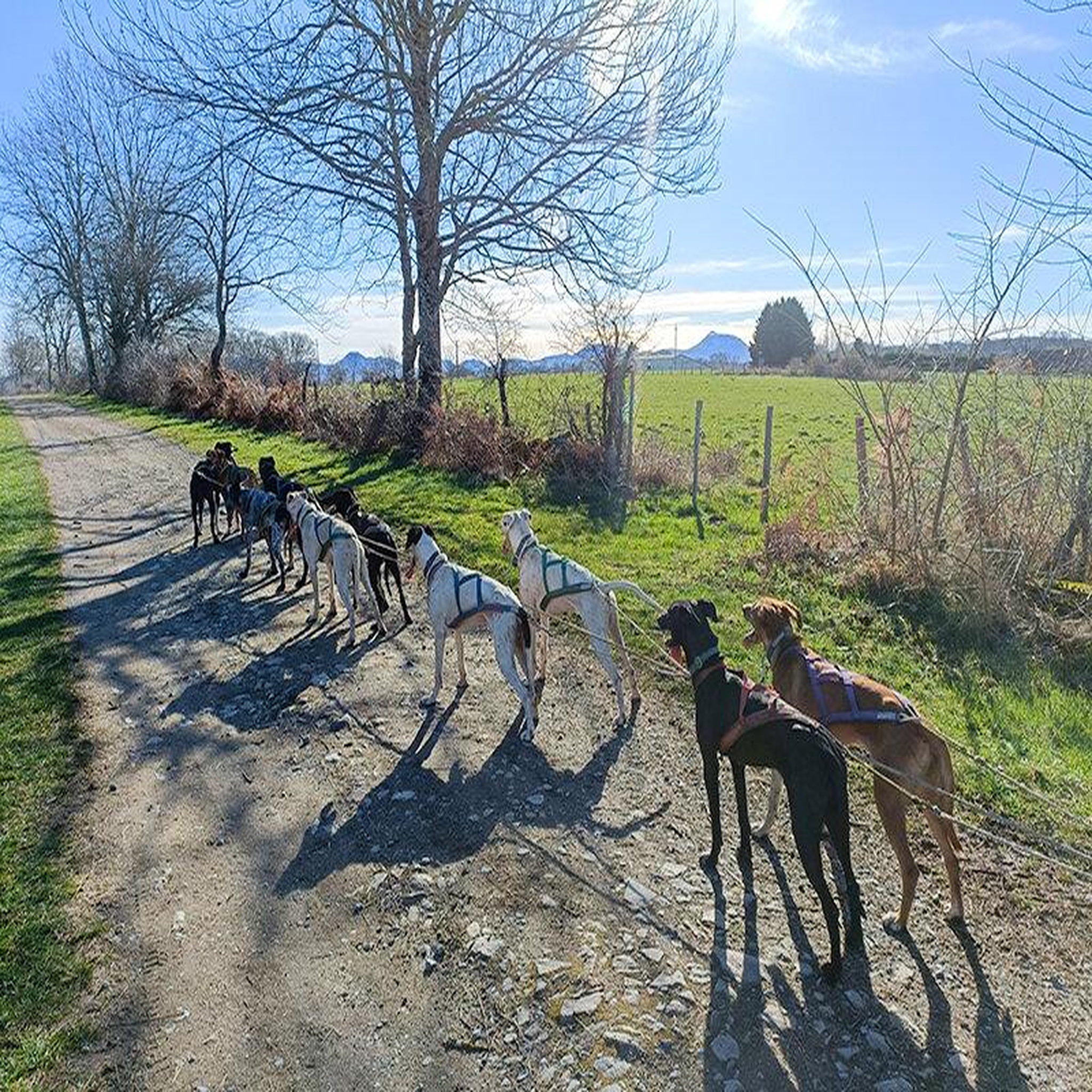 Voir la diapositive 2 : Smartbox Aventure insolite en famille : 1h30 de balade en cani-kart près de clermont-ferrand - coffret cadeau sport & aventure
