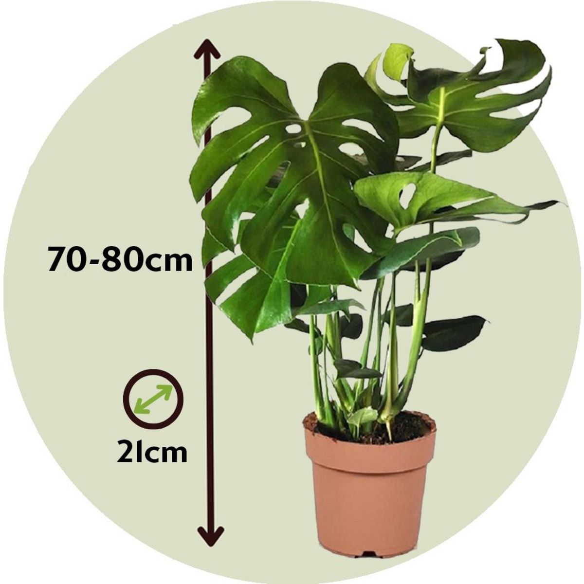 PLANT IN A BOX Plante à trous - Monstera deliciosa - Hauteur 70-80cm - ⌀21cm