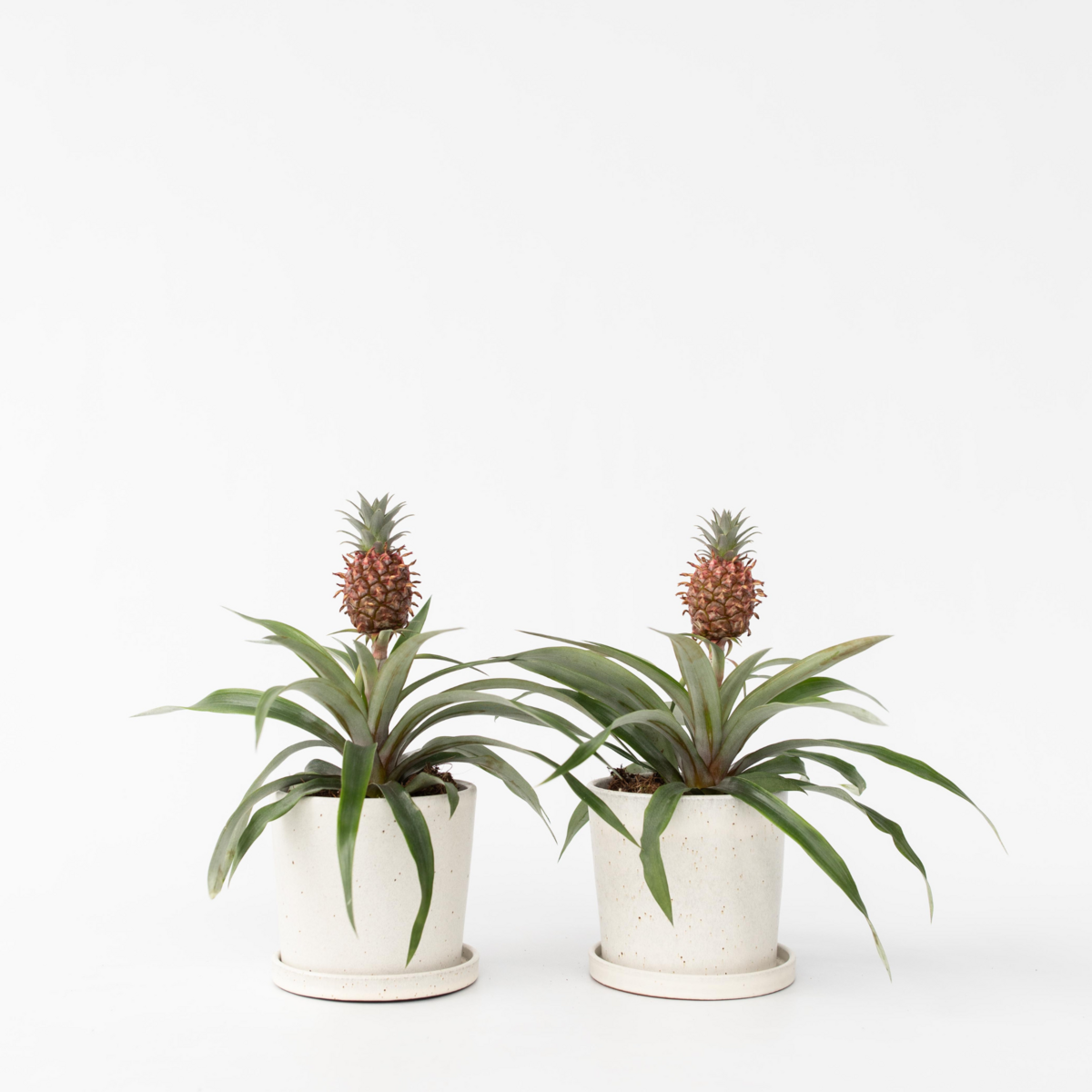 PLANT IN A BOX Ananas d'ornement - Set de 2 - Ananas comosus 'Mi Amigo' - H35-45cm - ⌀12cm