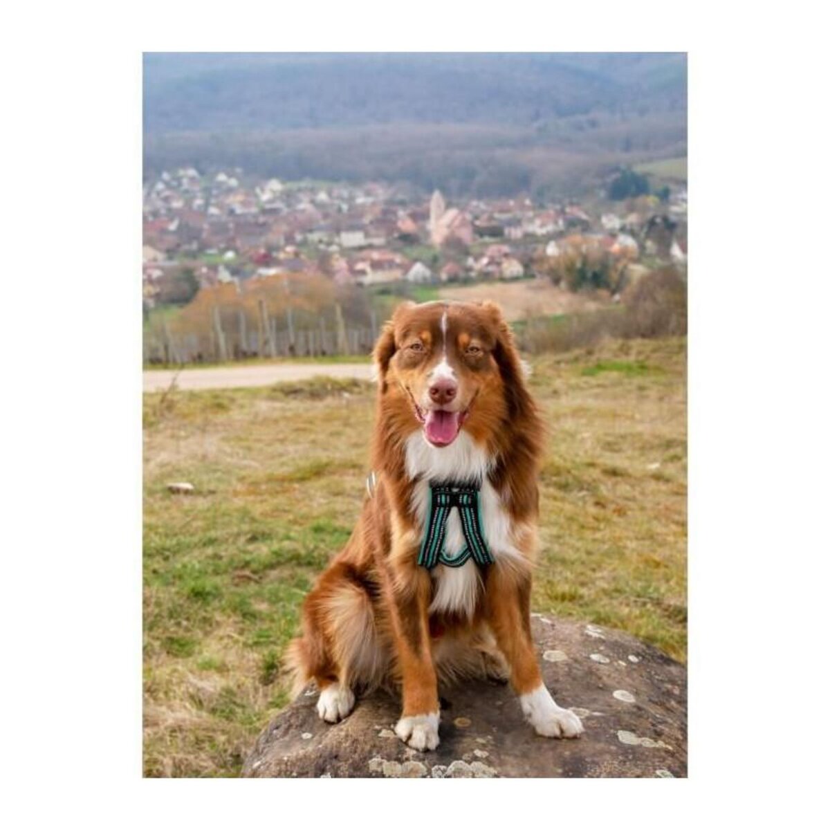 Harnais de traction pour chien - OLYMPIA - XXS - Type X-back - Bleu