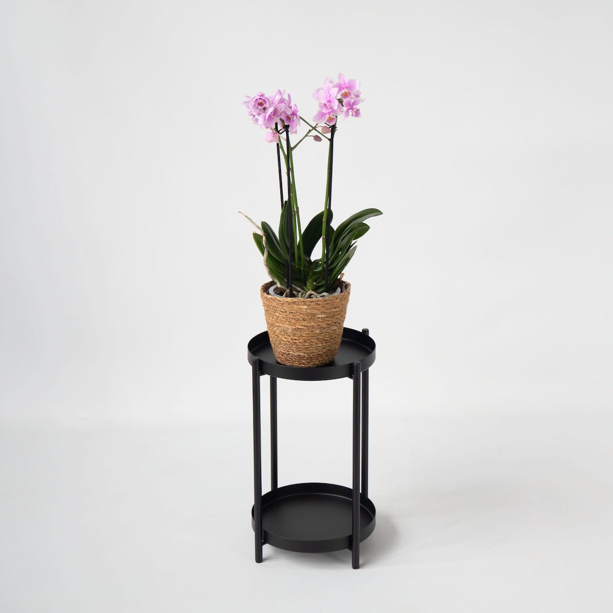 PLANT IN A BOX Orchidée papillon - Phalaenopsis Multiflora avec panier - Hauteur 35-45cm -⌀12cm