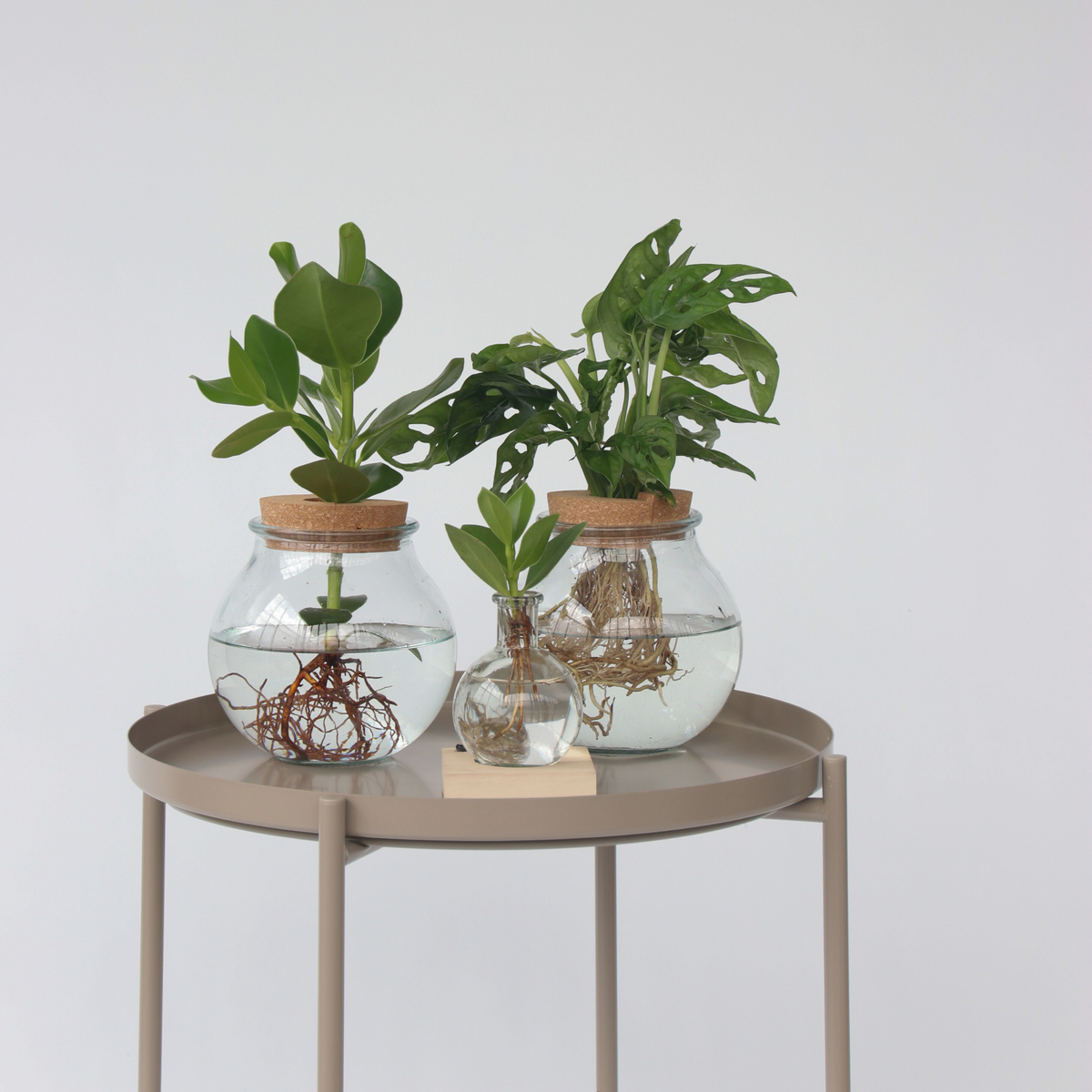 PLANT IN A BOX Avec éclairage LED - Clusia rosea 'Princess' - Hauteur 15-20cm - ⌀8cm