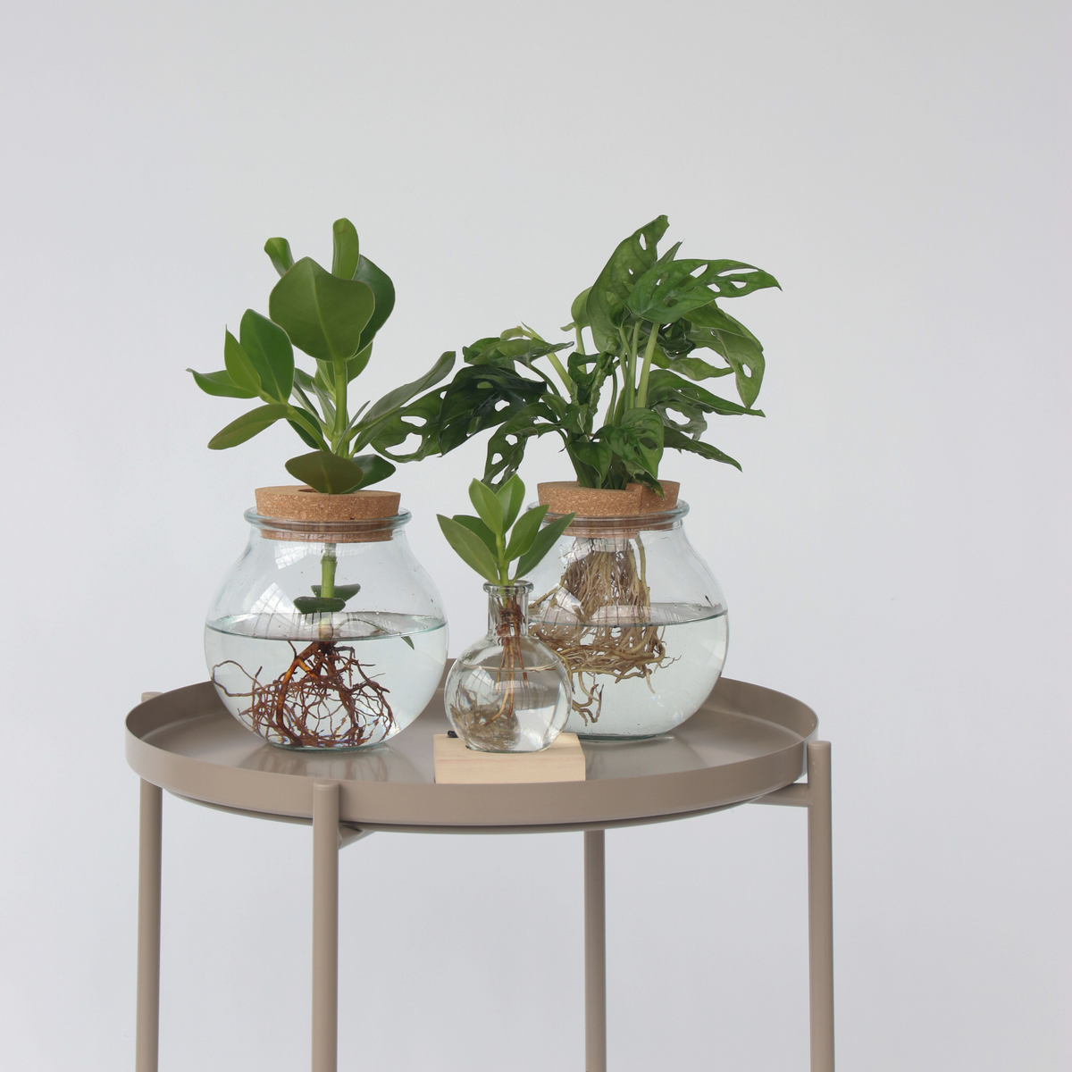 PLANT IN A BOX Avec éclairage LED - Clusia rosea 'Princess' - Hauteur 15-20cm - ⌀8cm