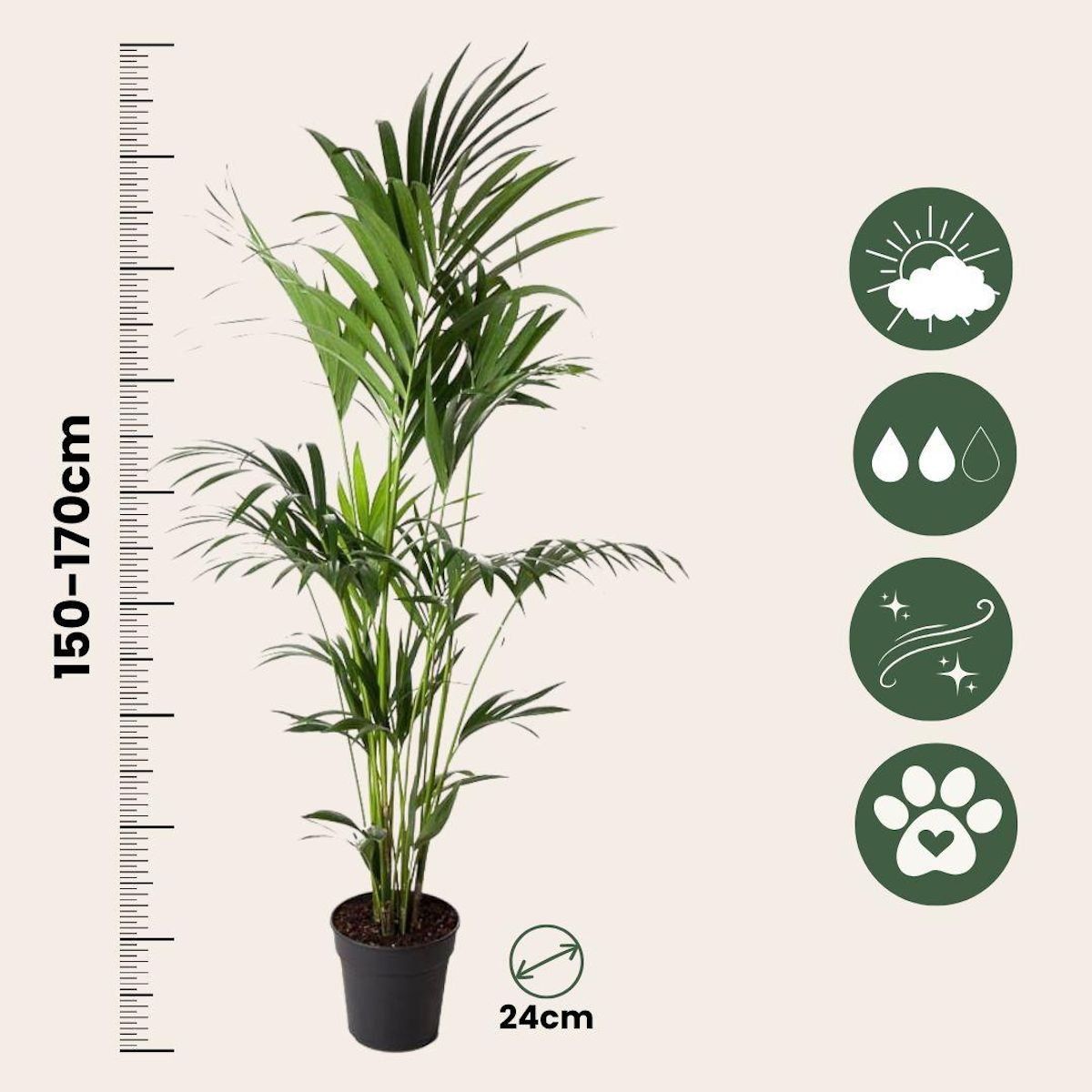 PLANT IN A BOX Palmier Kentia - Howea forsteriana - Hauteur 150-170cm - ⌀24cm