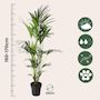 Voir la diapositive 2 : PLANT IN A BOX Palmier Kentia - Howea forsteriana - Hauteur 150-170cm - ⌀24cm