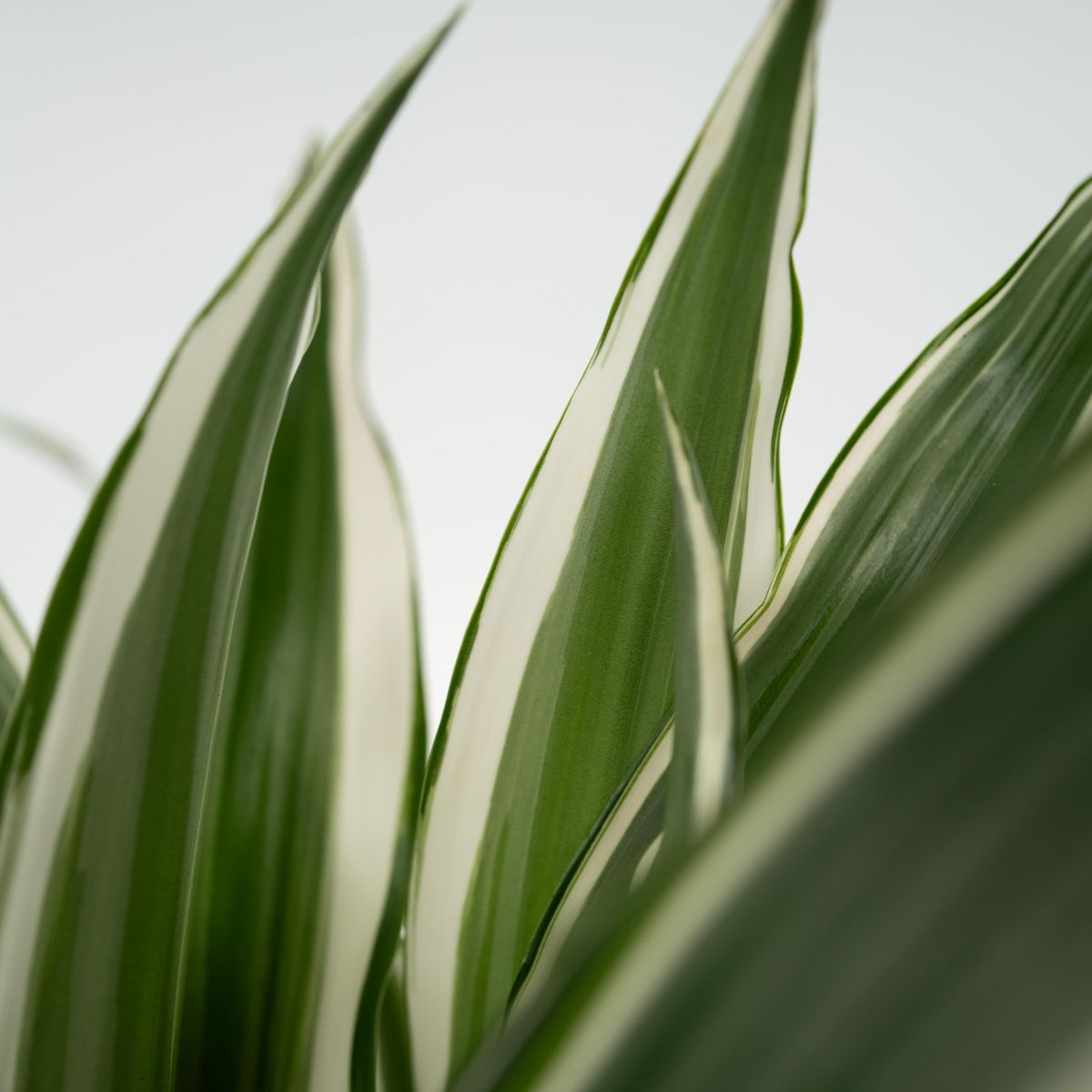 PLANT IN A BOX Dragonnier - Set de 2 - Dracaena deremensis 'White Stripe' - H60-70cm - ⌀17cm