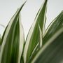 Voir la diapositive 3 : PLANT IN A BOX Dragonnier - Set de 2 - Dracaena deremensis 'White Stripe' - H60-70cm - ⌀17cm