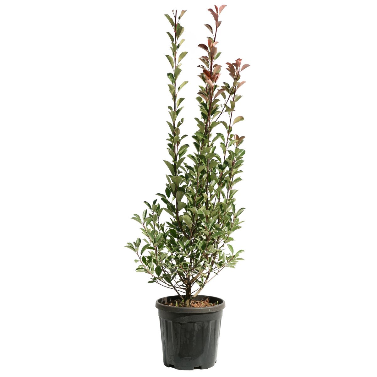 Photinia Fraseri Red Robin - Pot de 9L - H/80-100cm