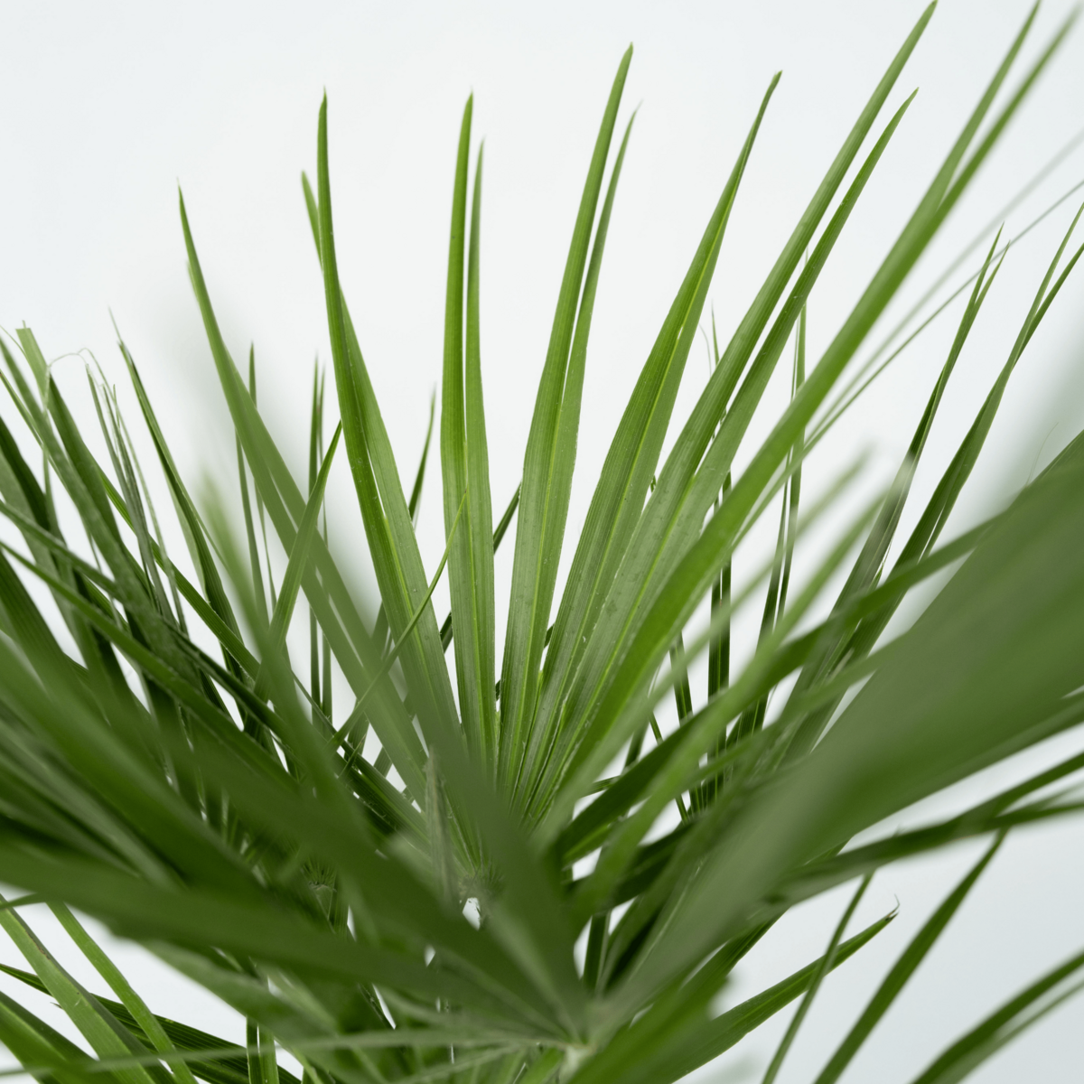 PLANT IN A BOX Palmier nain - Set de 2 - Chamaerops humilis - Hauteur 70-80cm - ⌀21cm