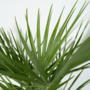 Voir la diapositive 3 : PLANT IN A BOX Palmier nain - Set de 2 - Chamaerops humilis - Hauteur 70-80cm - ⌀21cm