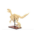 Jamara - Creative - Squelette de velociraptor